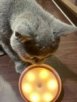 Esense貓耳LED人體感應燈